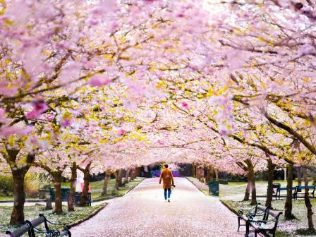 copenhagen-bispebjerg-cherry